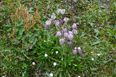 Silene uralensis