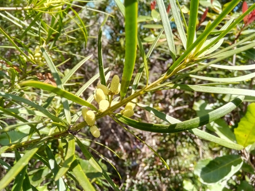 Podocarpus capuronii