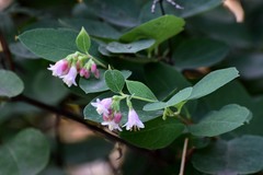 Symphoricarpos albus