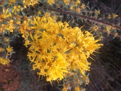 Lambertia ilicifolia