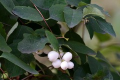 Symphoricarpos albus