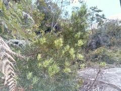 Podocarpus capuronii image