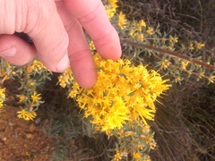 Lambertia ilicifolia
