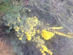 Lambertia ilicifolia