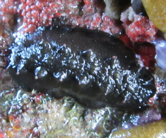 Cryptoconchus porosus