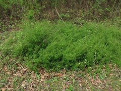 Spiraea thunbergii