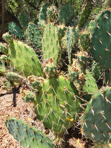 iNaturalist observation photo of Prickly Pears