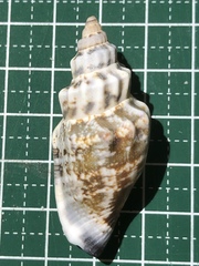 Canarium urceus