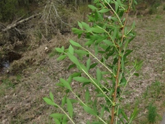 Spiraea thunbergii