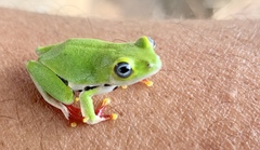 Hyperolius fusciventris