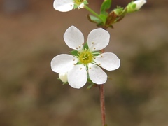 Spiraea thunbergii