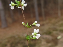 Spiraea thunbergii