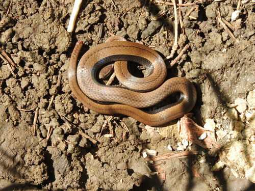 Photo of a Yellowbelly Snake (Coniophanes fissidens)