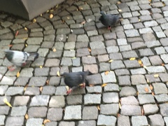 Columba livia domestica