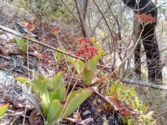 Kalanchoe synsepala image