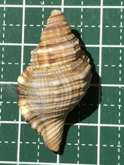 Monoplex pilearis