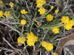 Acacia acutata