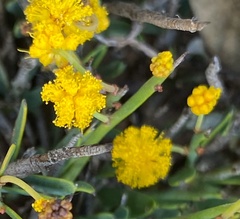 Acacia acutata