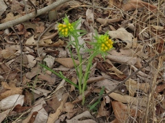 Lithospermum caroliniense
