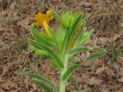 Lithospermum caroliniense