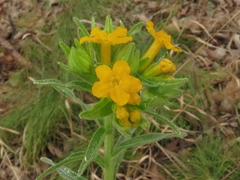 Lithospermum caroliniense