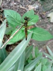Brachydiplax