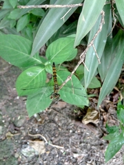 Brachydiplax