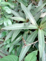 Brachydiplax