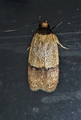 Eulechria hemisphaerica