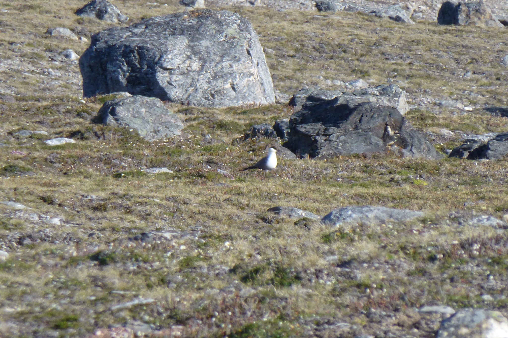 Long-tailed Jaeger