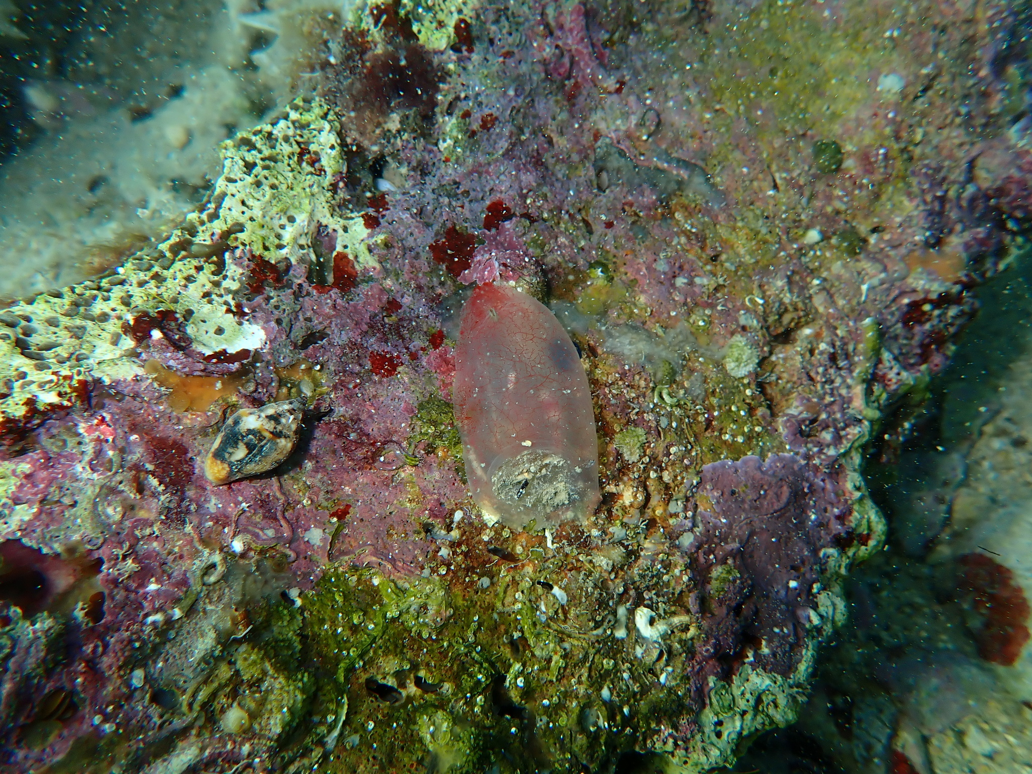 Ascidia mentula Müller, 1776