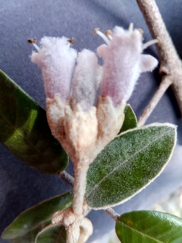 Vitex betsiliensis image