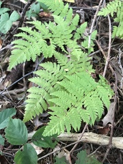Dryopteris intermedia