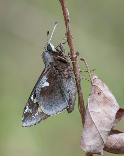 Yucca Giant-skipper photo 3