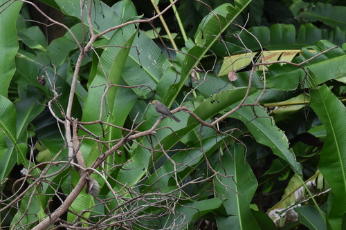 Spectacled Thrush (Turdus nudigenis), photo 10