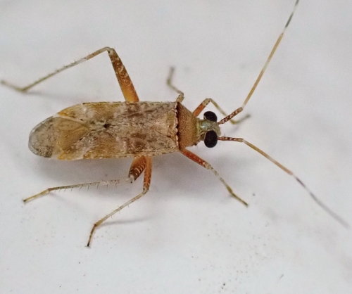 Phytocoris minor