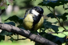 Parus major