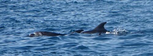 Tursiops truncatus