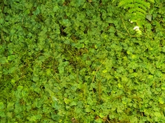 Conocephalaceae