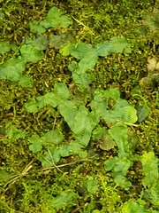 Conocephalaceae