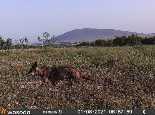 African Wolf