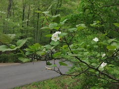 Crataegus ouachitensis