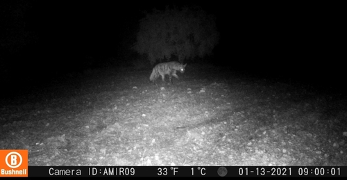 Barbary Hyaena