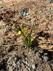 Bulbine semibarbata