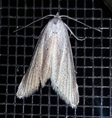 Prionopterina grammatistis