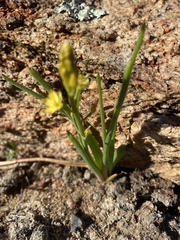 Bulbine semibarbata