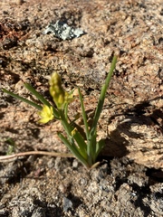 Bulbine semibarbata