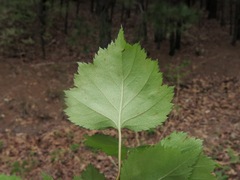 Crataegus ouachitensis