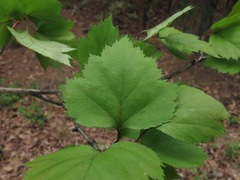 Crataegus ouachitensis