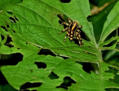 Phiale guttata